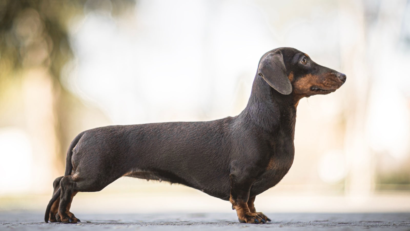 Dachshund