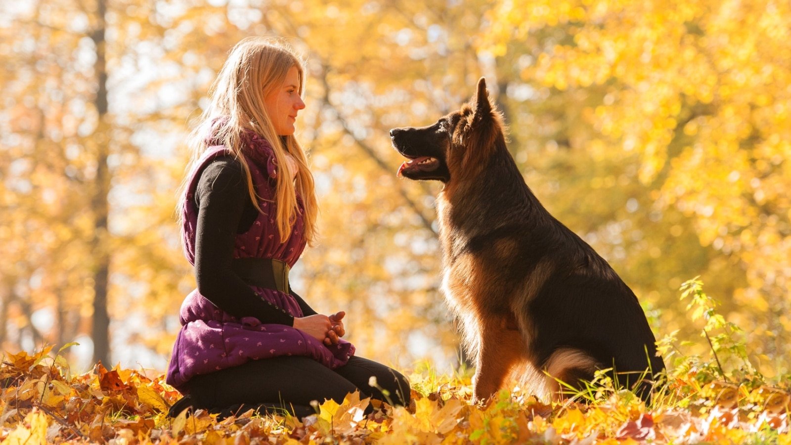 German Shepherd Dog and woman. 