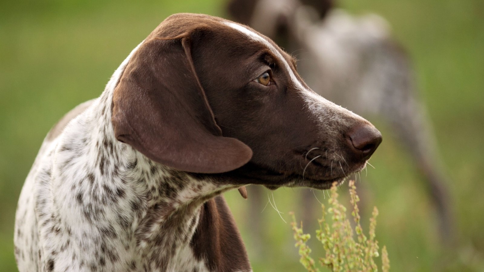 German Shorthaired Pointer. 