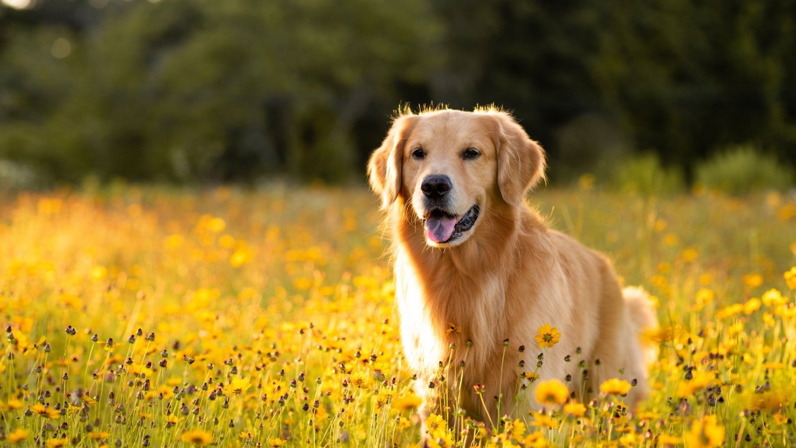 Golden Retriever in field.