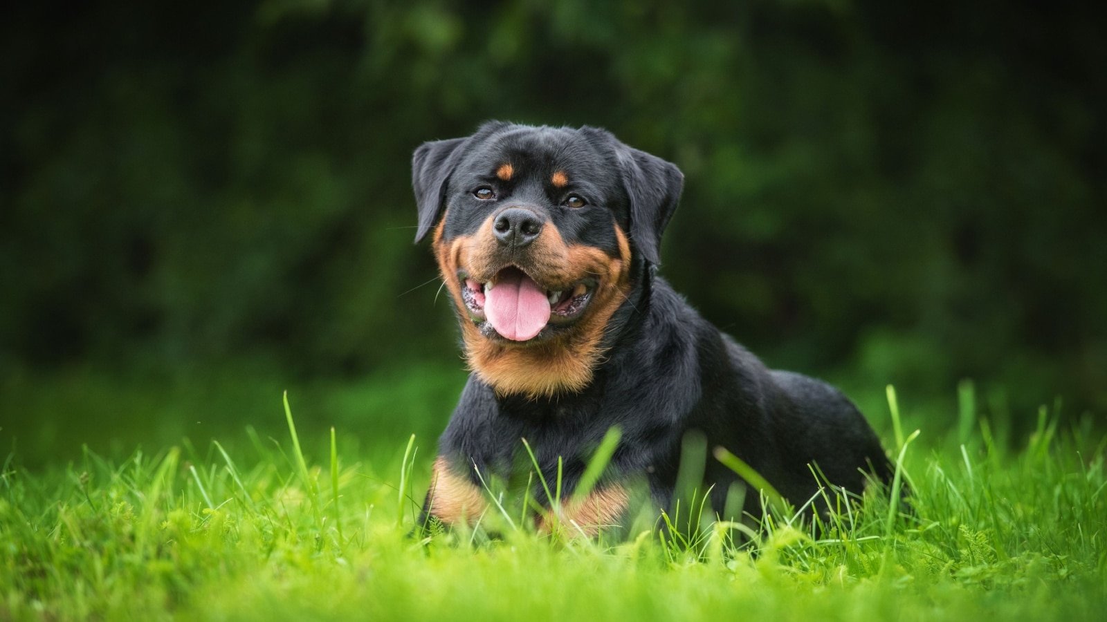 Rottweiler.