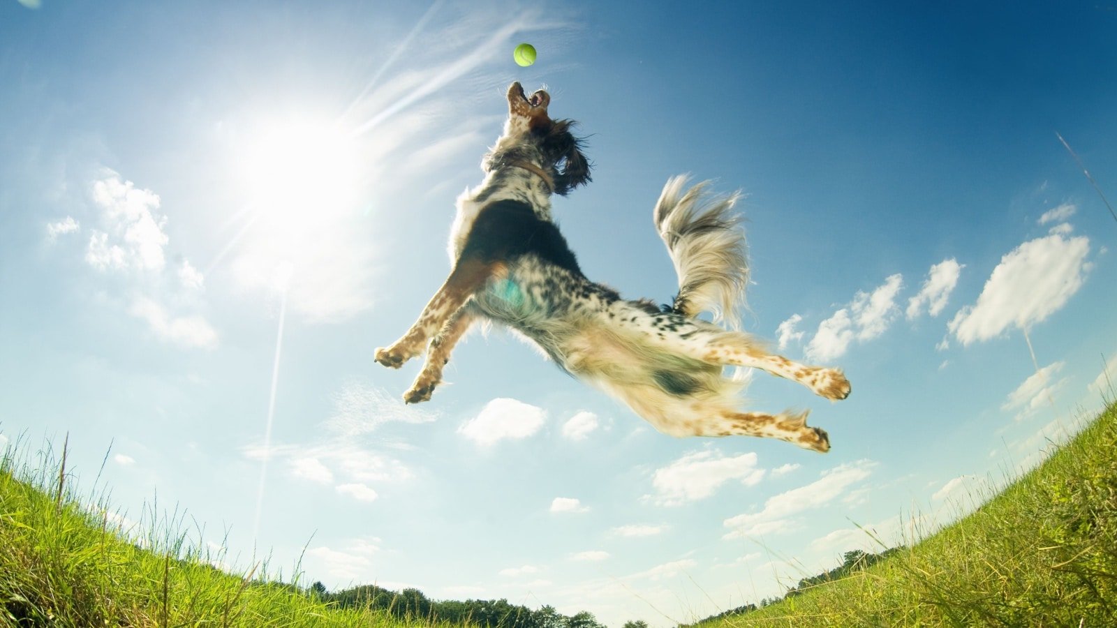 dog catching ball mid-air.