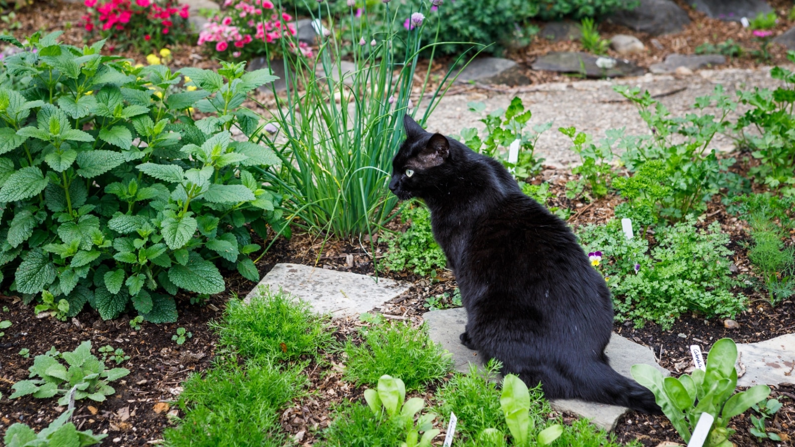 Cat in garden. 