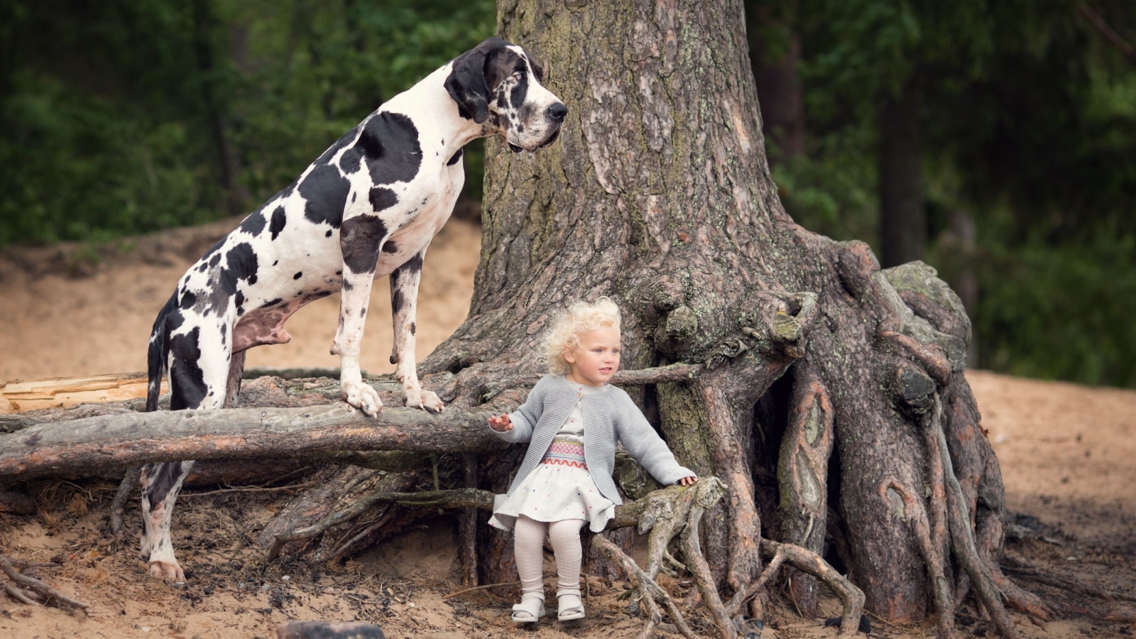 Great Dane and little girl.