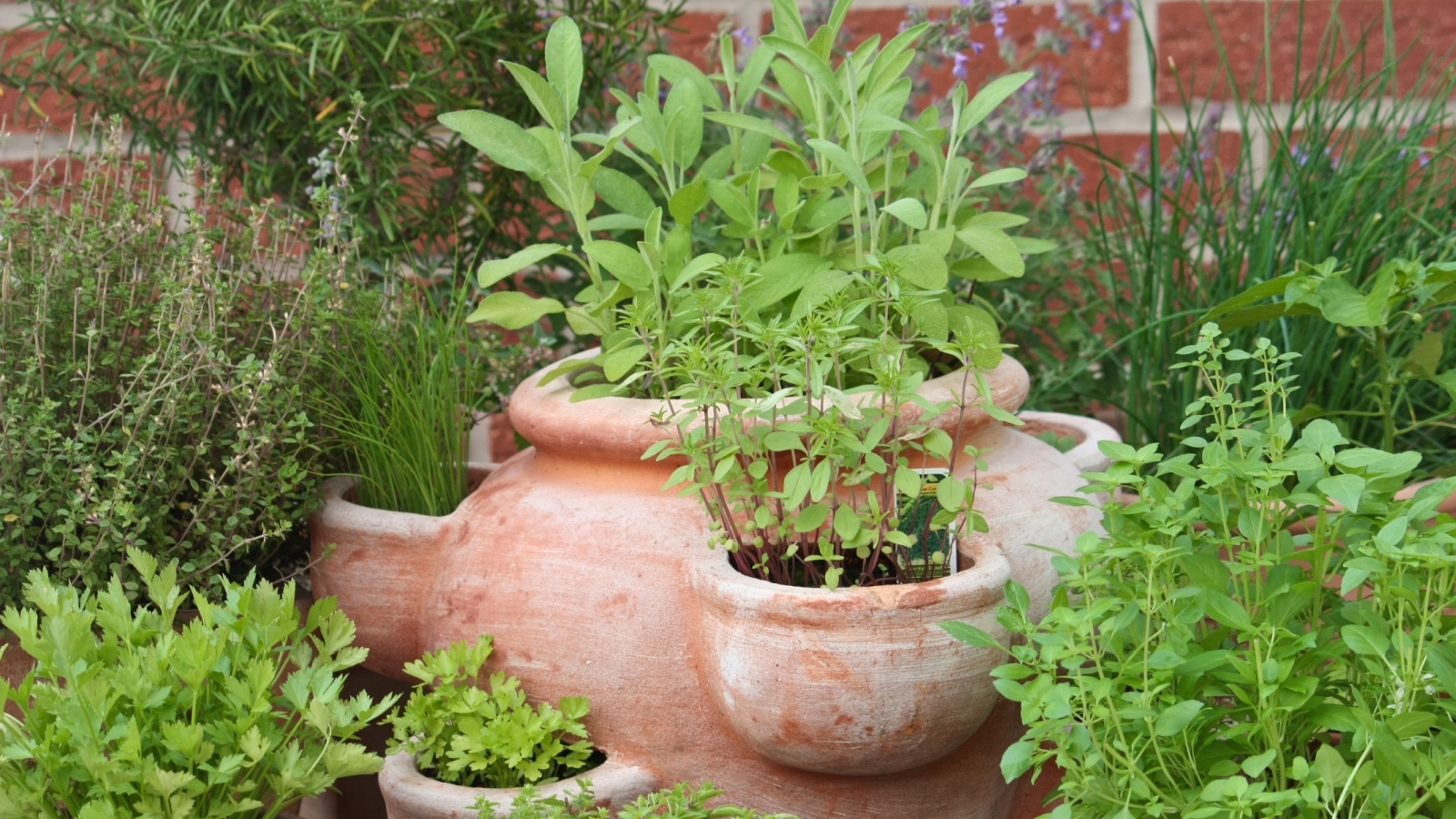 Herbs in pots.