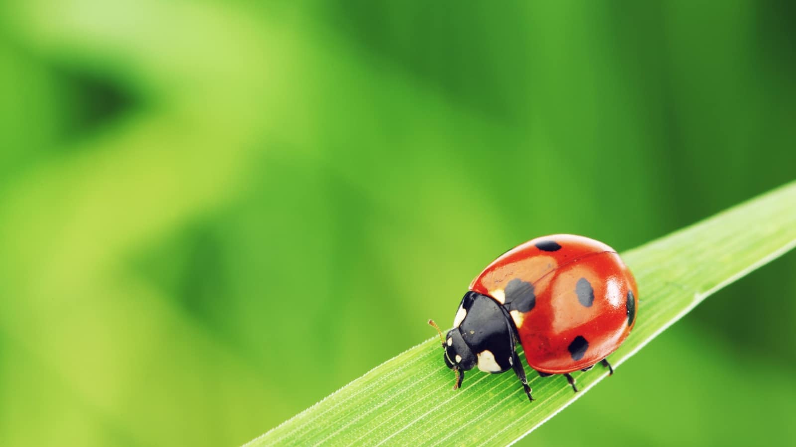 Ladybug. 