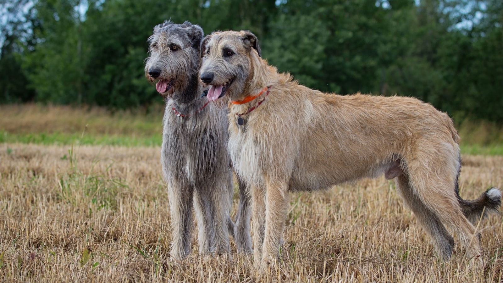wolfhounds. 