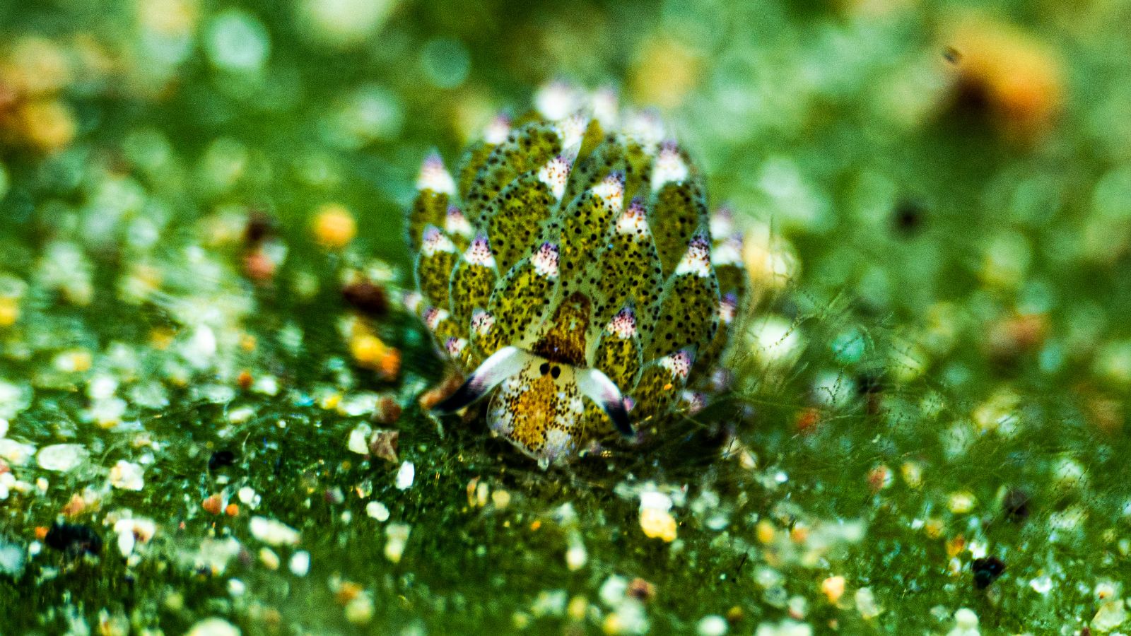 sheep leaf