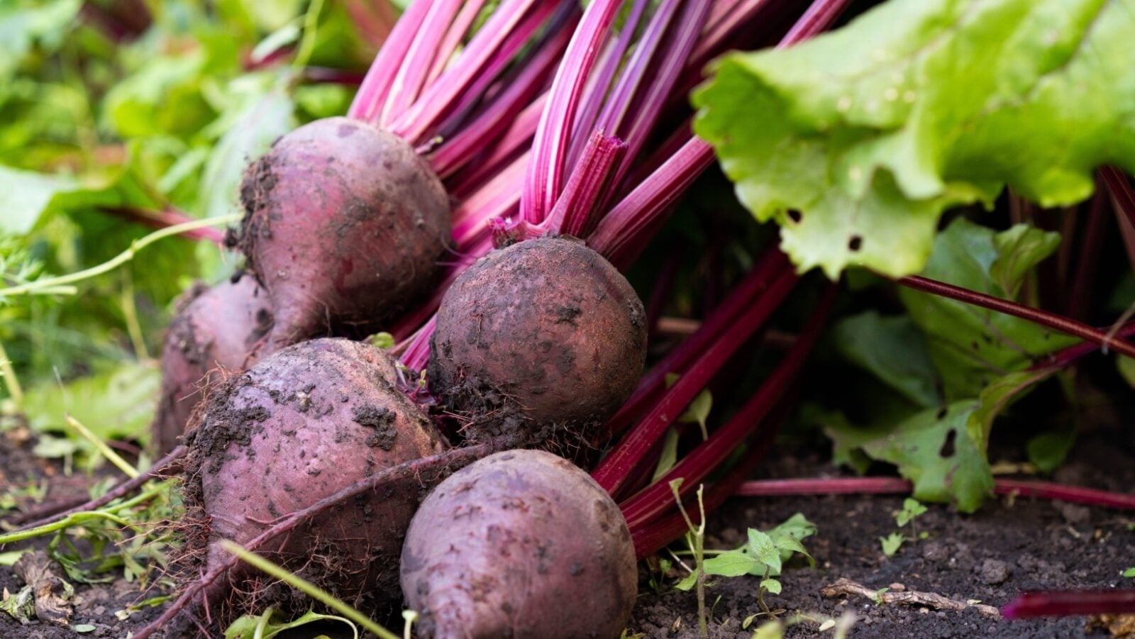 Beets.