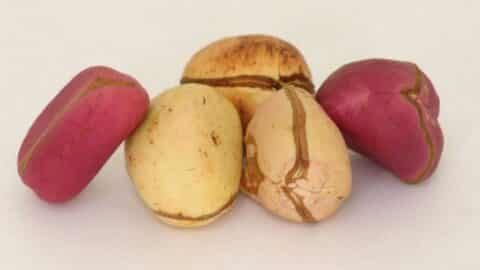 Shell Overload 10 Nuts You Might Want to Limit in Your Diet - FODMAP Everyday