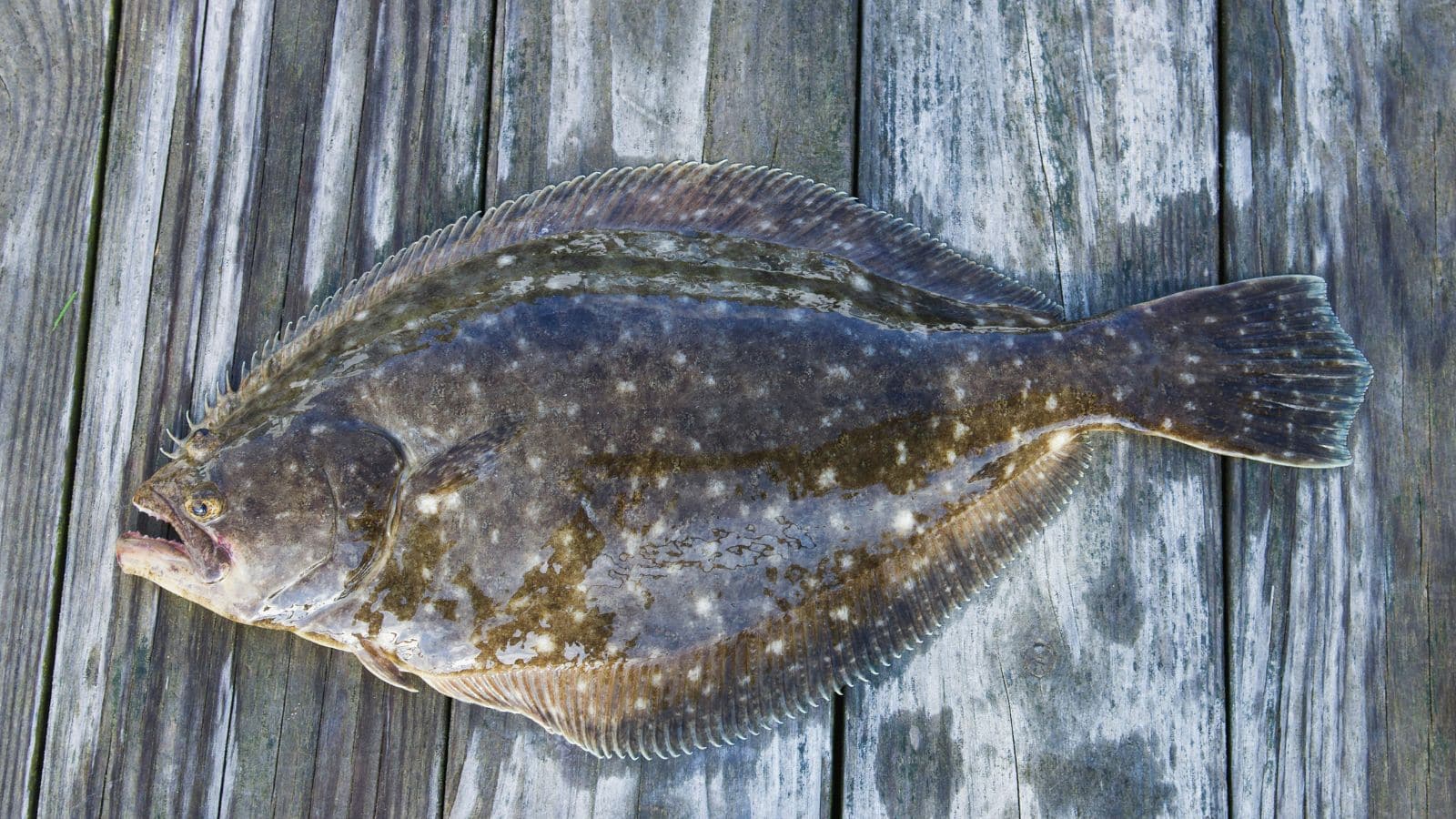From Ocean to Plate: 14 Fish That Deserve a Spot on Your Must-Try List