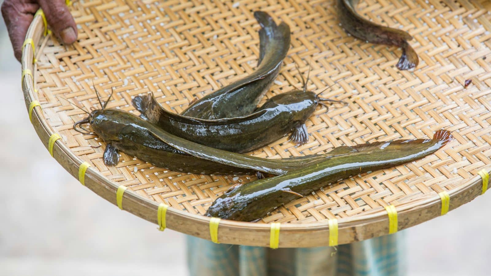 From Ocean to Plate: 14 Fish That Deserve a Spot on Your Must-Try List