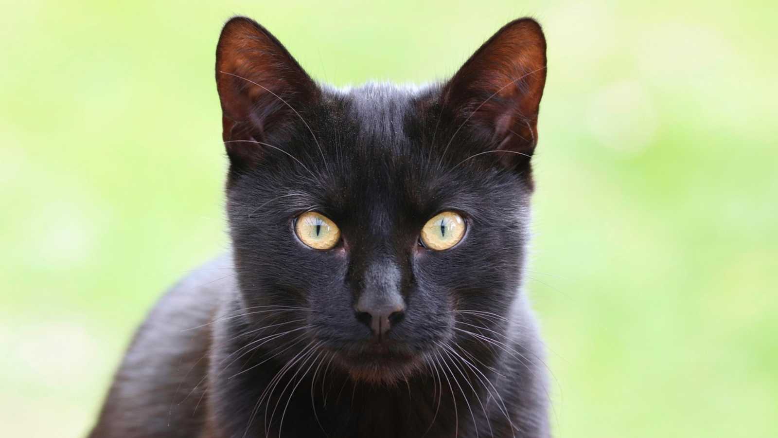 cat myths most people still believe that are totally false