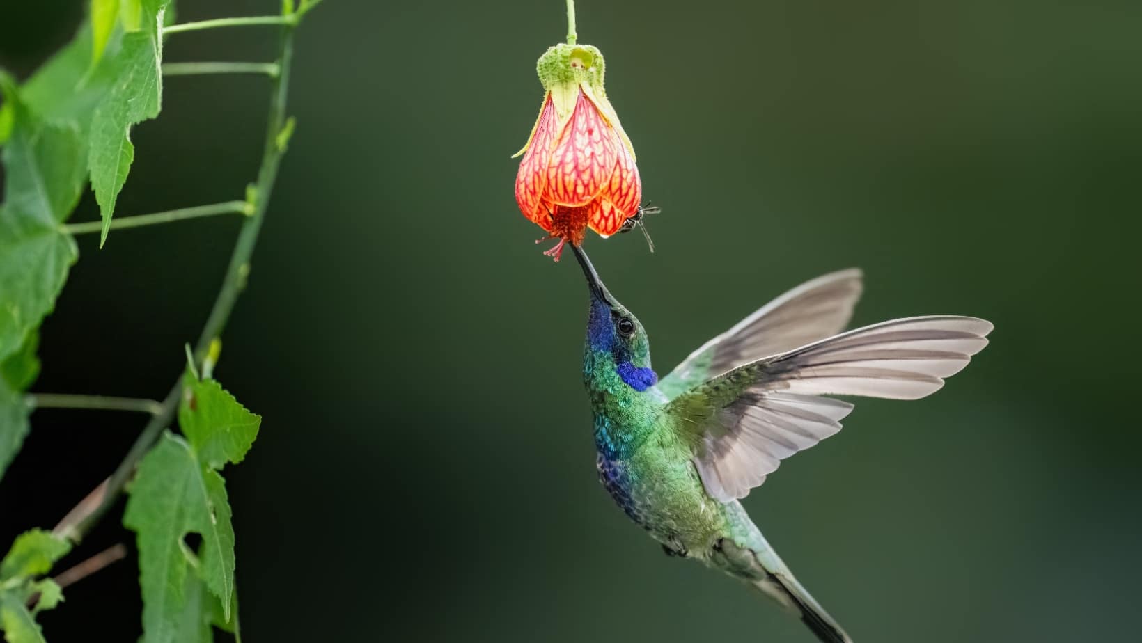 Do hummingbirds recognize you? Hummingbirds’ memory rivals primates ...