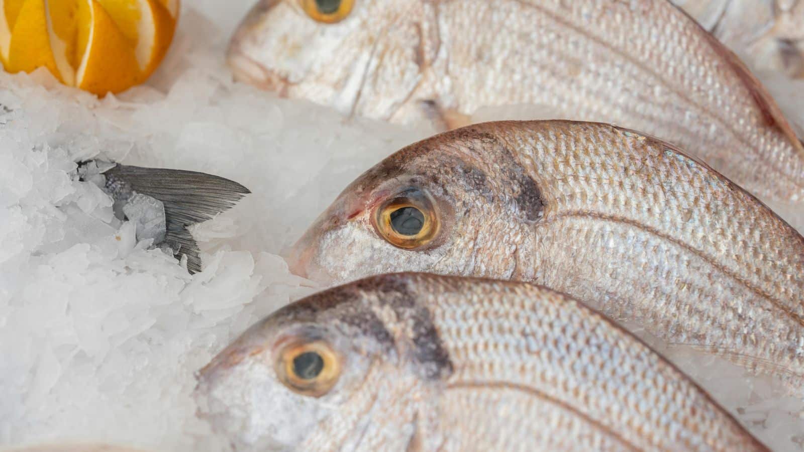 From Ocean to Plate: 14 Fish That Deserve a Spot on Your Must-Try List