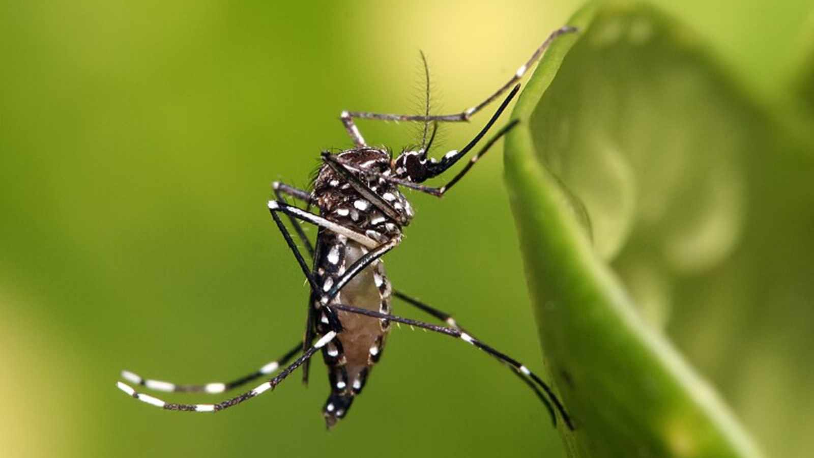 Repelling bugs in the yard