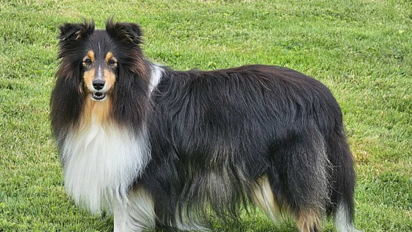 Commanding Dog Breeds and How to Raise Them Right