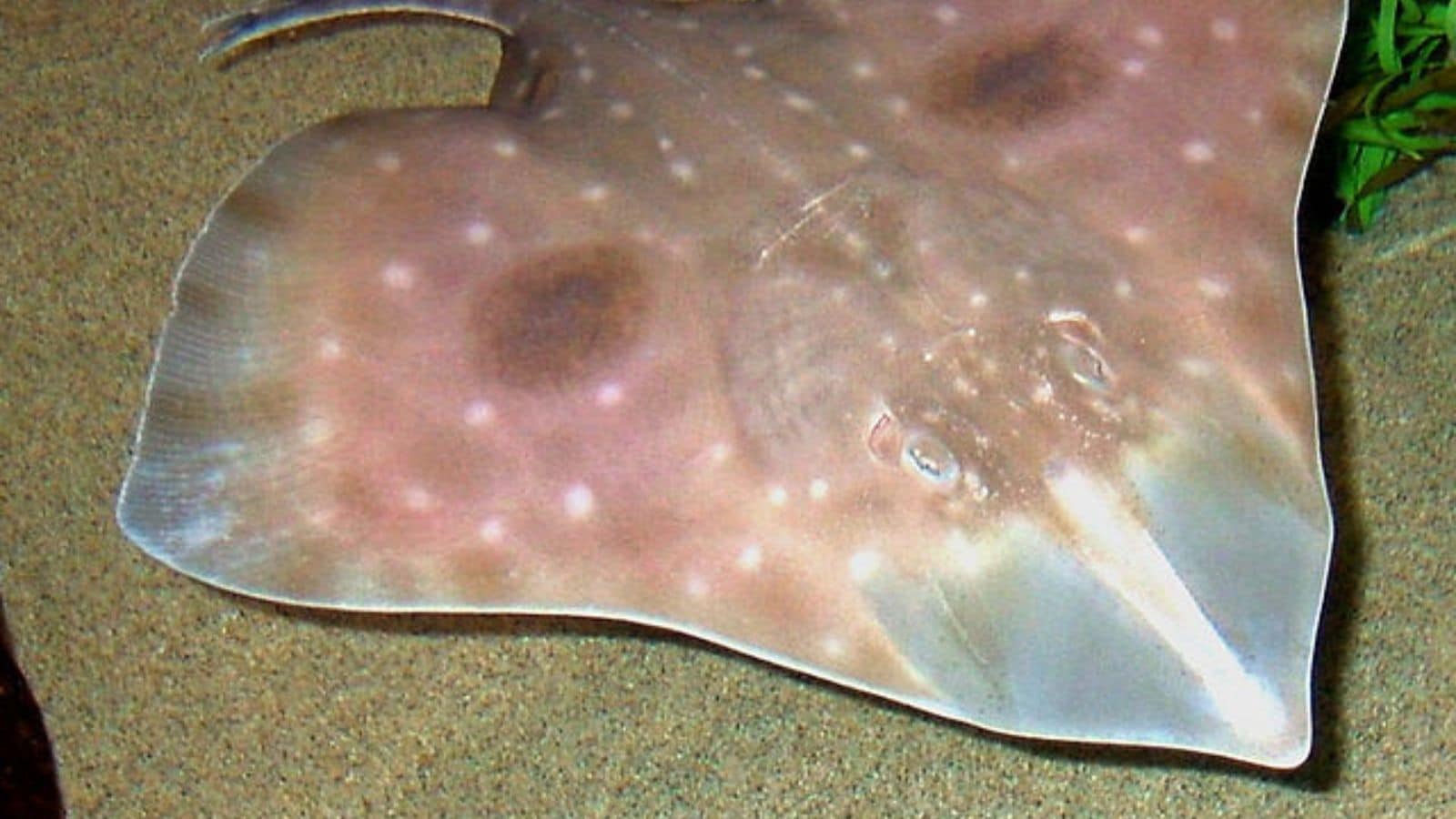 From Ocean to Plate: 14 Fish That Deserve a Spot on Your Must-Try List