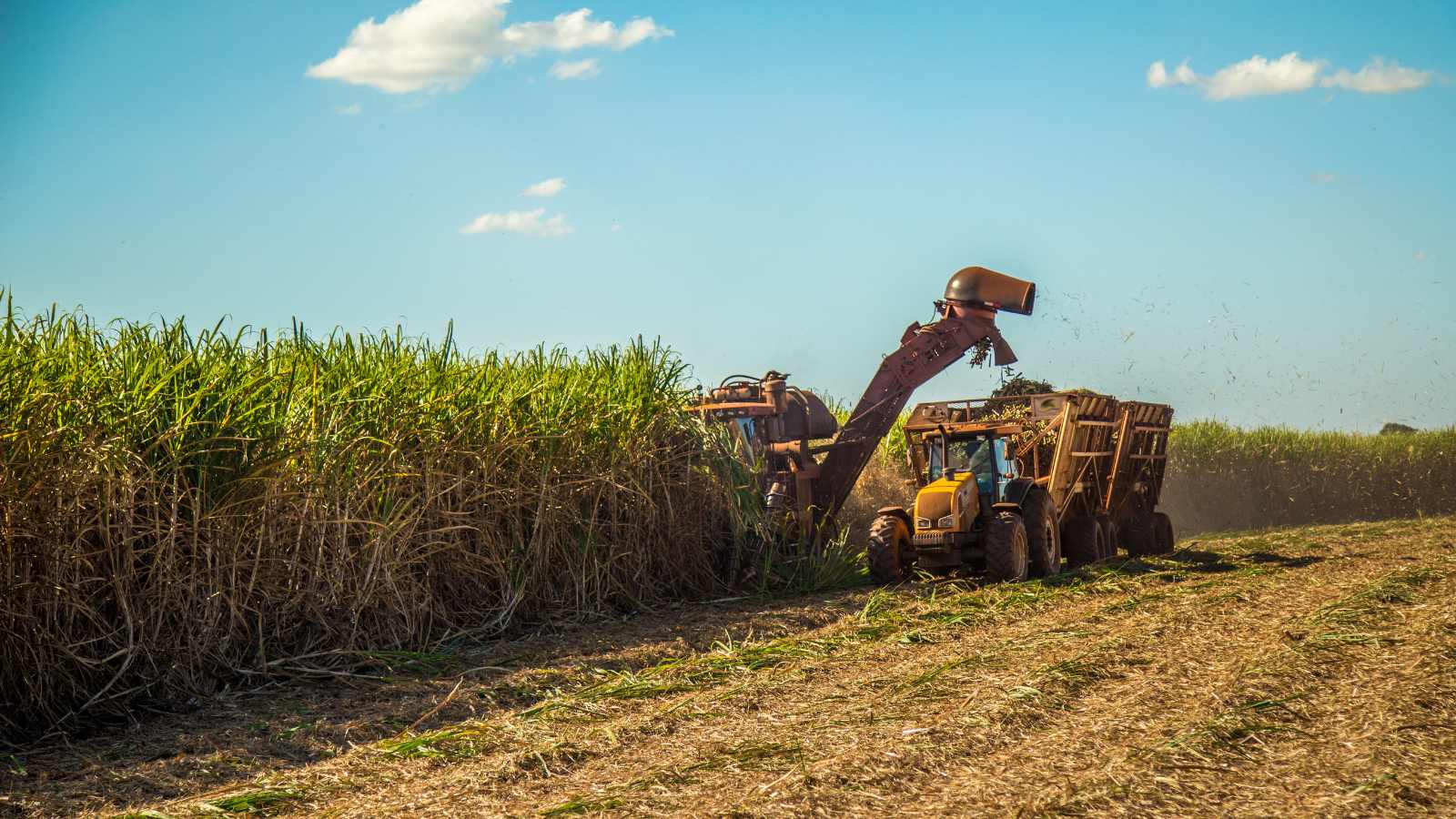 15 key differences between cane sugar and corn syrup