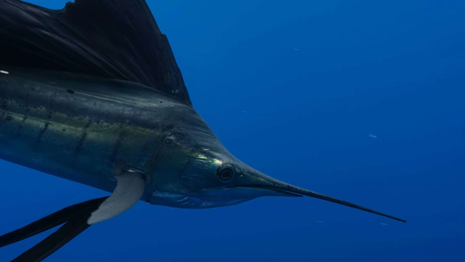 From Ocean to Plate: 14 Fish That Deserve a Spot on Your Must-Try List