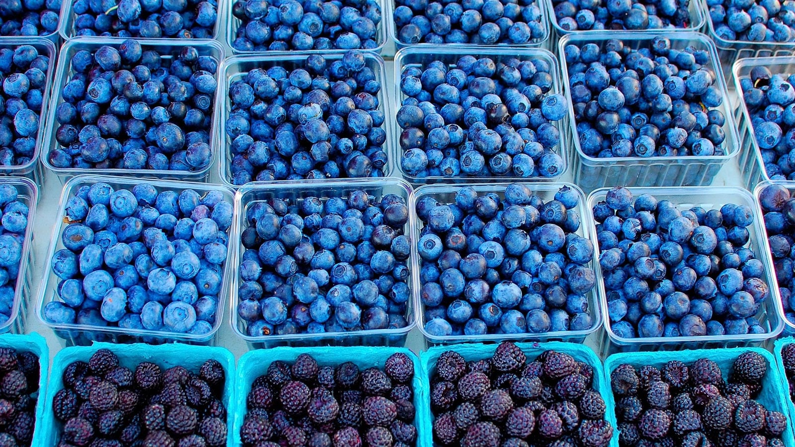 blueberries at farmers market. wa8nnx via 123rf