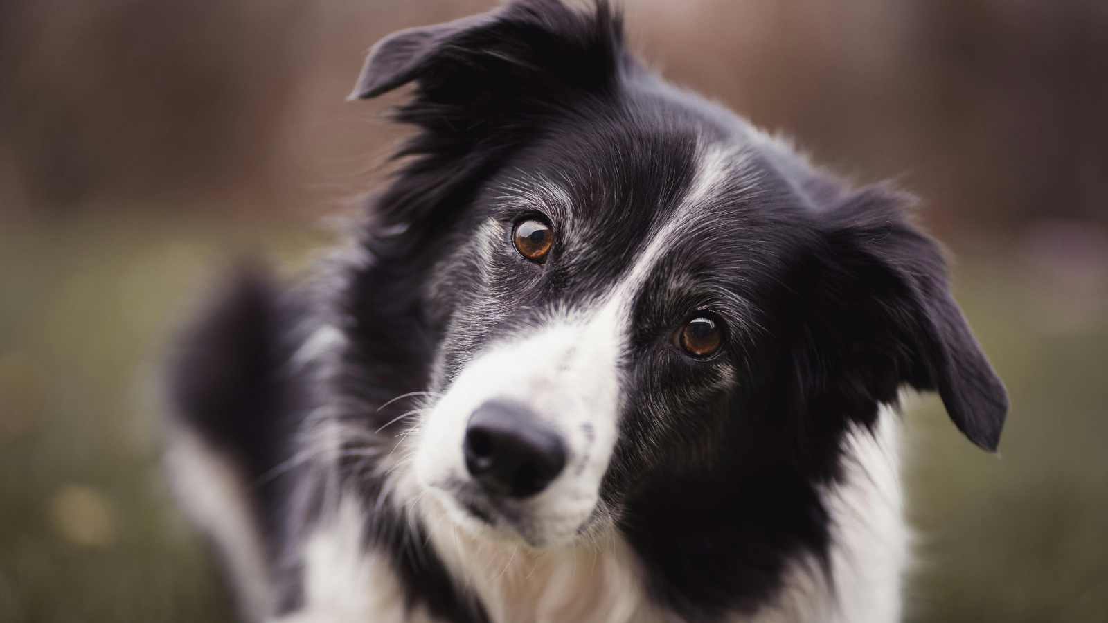 12 Dog Breeds That Show Unmatched Love and Loyalty