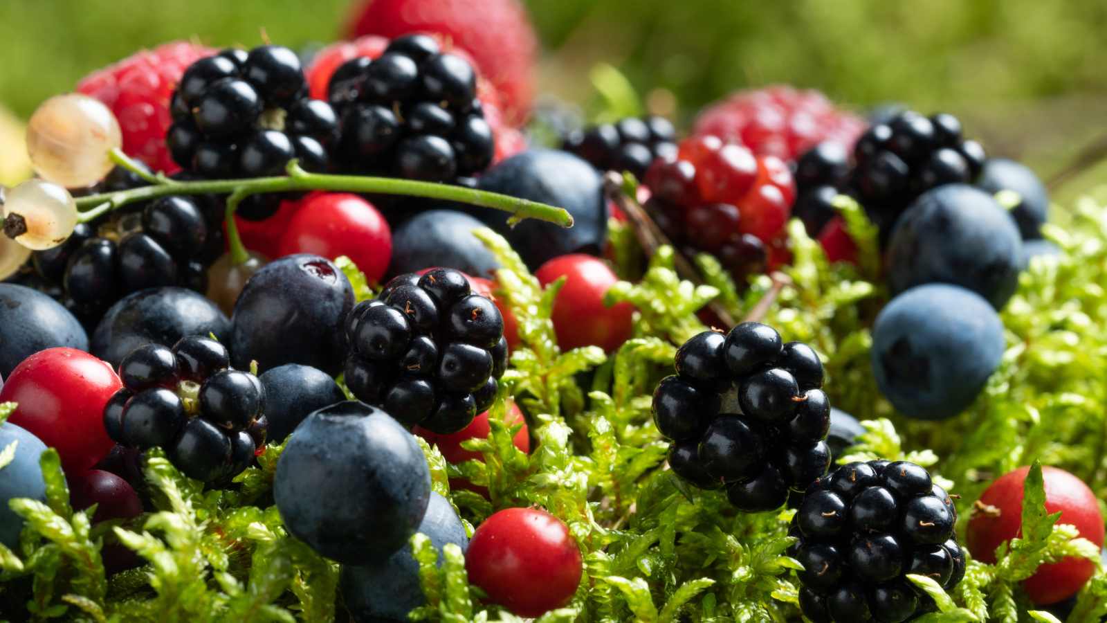 pioneer foods that kept the old west alive