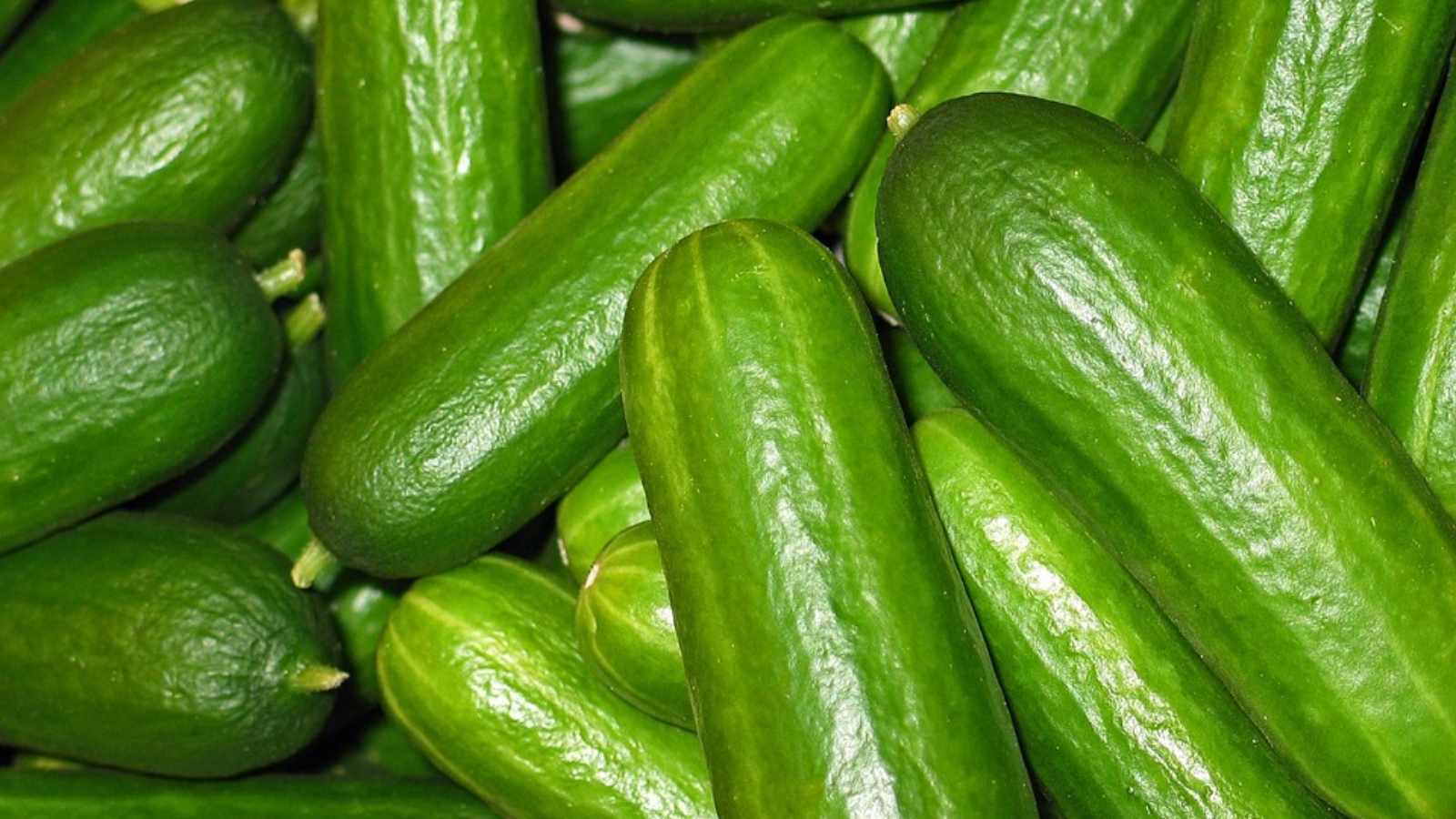 Cucumbers were once prickly and bitter