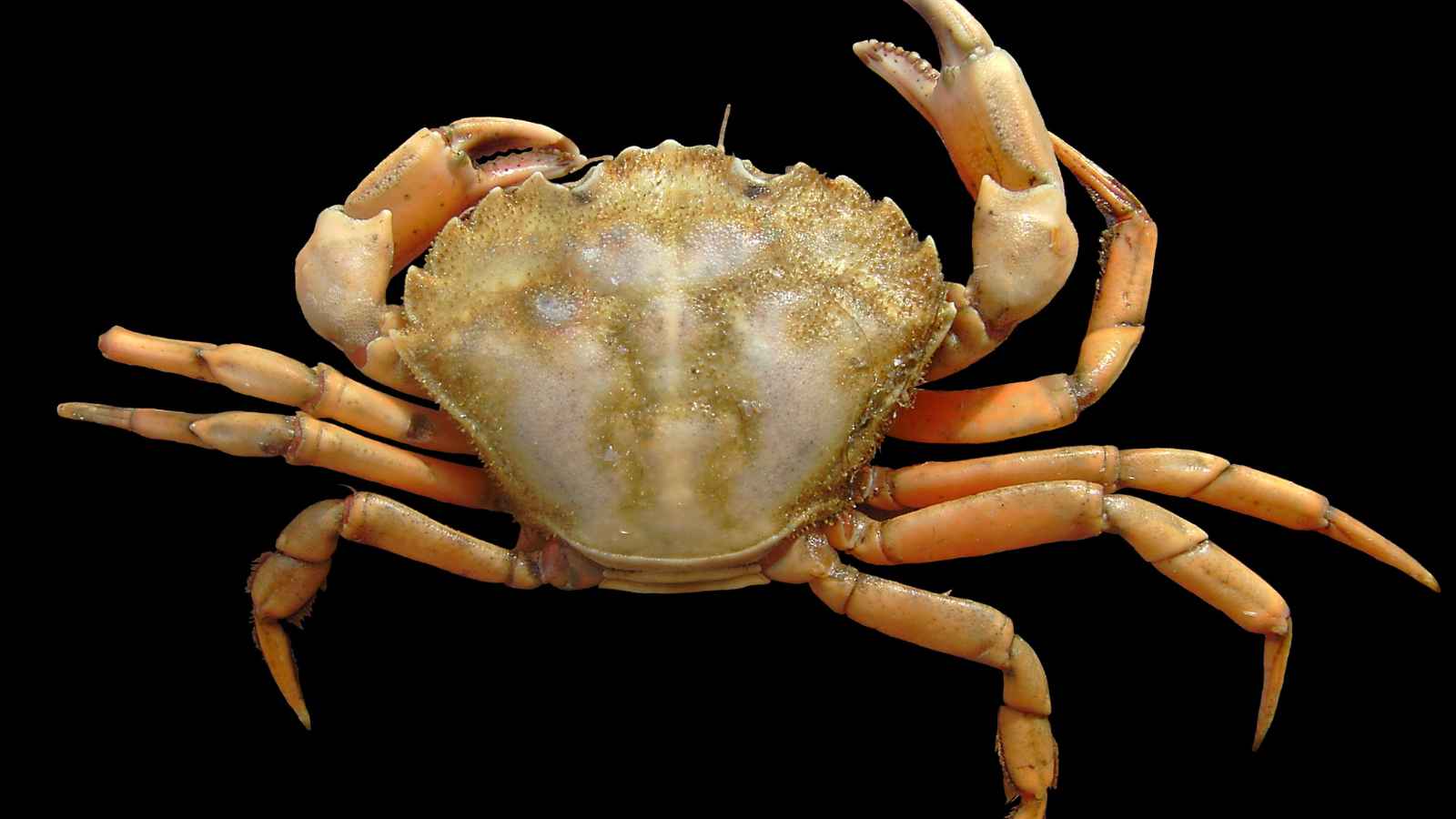 Experts are urging people to hunt these species and eat them: 'It's important to know exactly what you're harvesting'