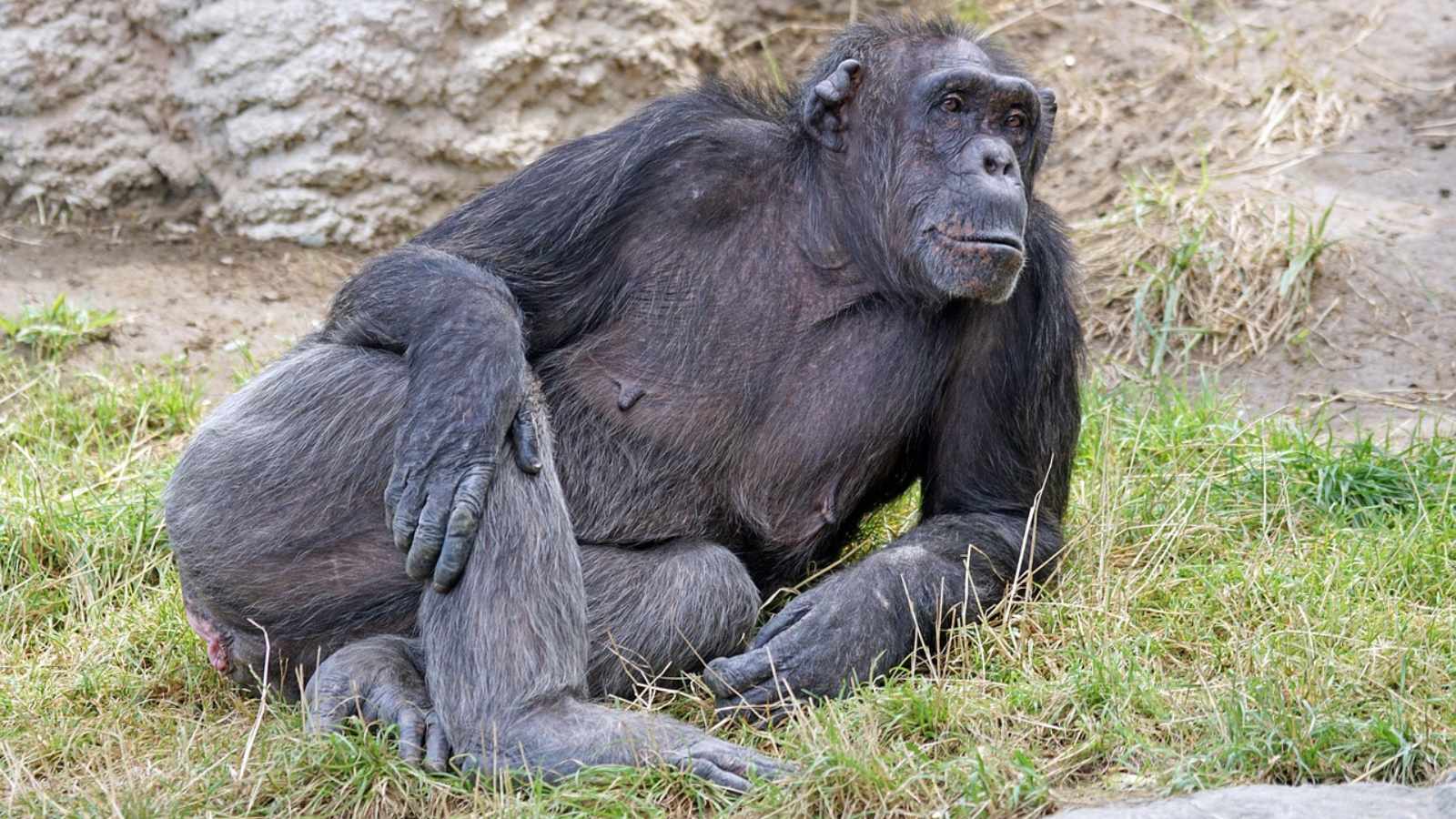 Humans evolved directly from chimpanzees