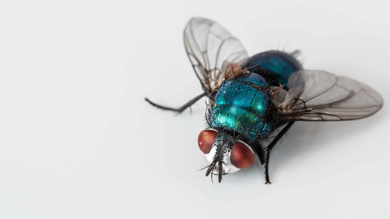 Insects may arrive