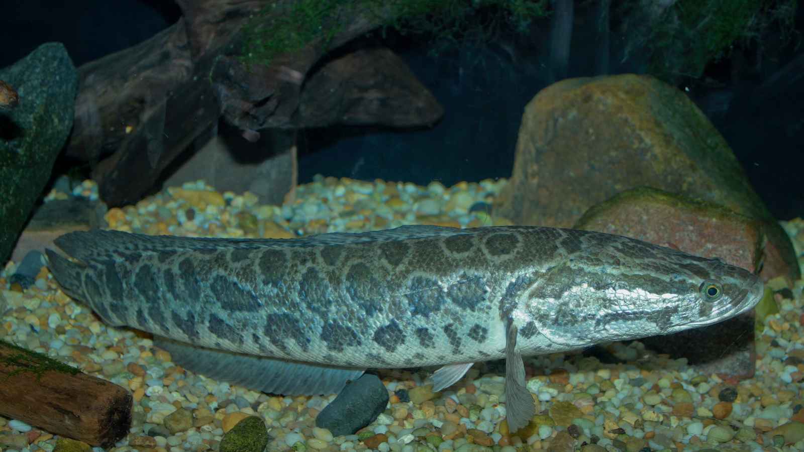 Experts are urging people to hunt these species and eat them: 'It's important to know exactly what you're harvesting'