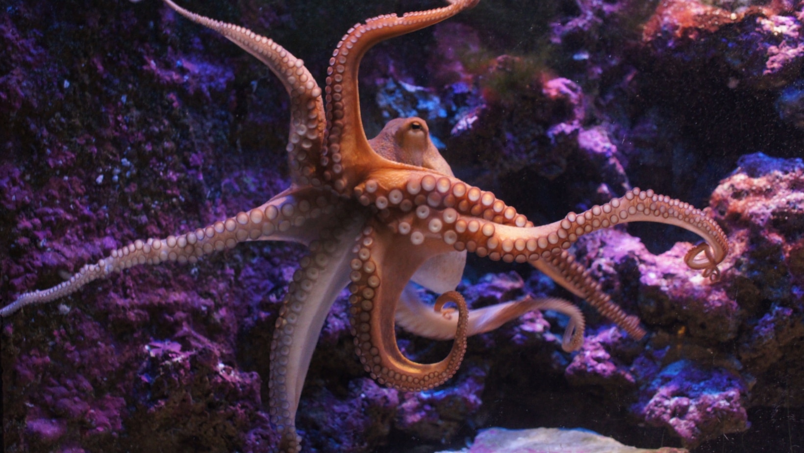 Octopus. N Kotek via Shutterstock.