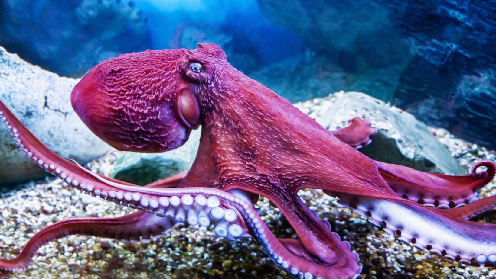 Octopus. Victor1153 via Shutterstock.