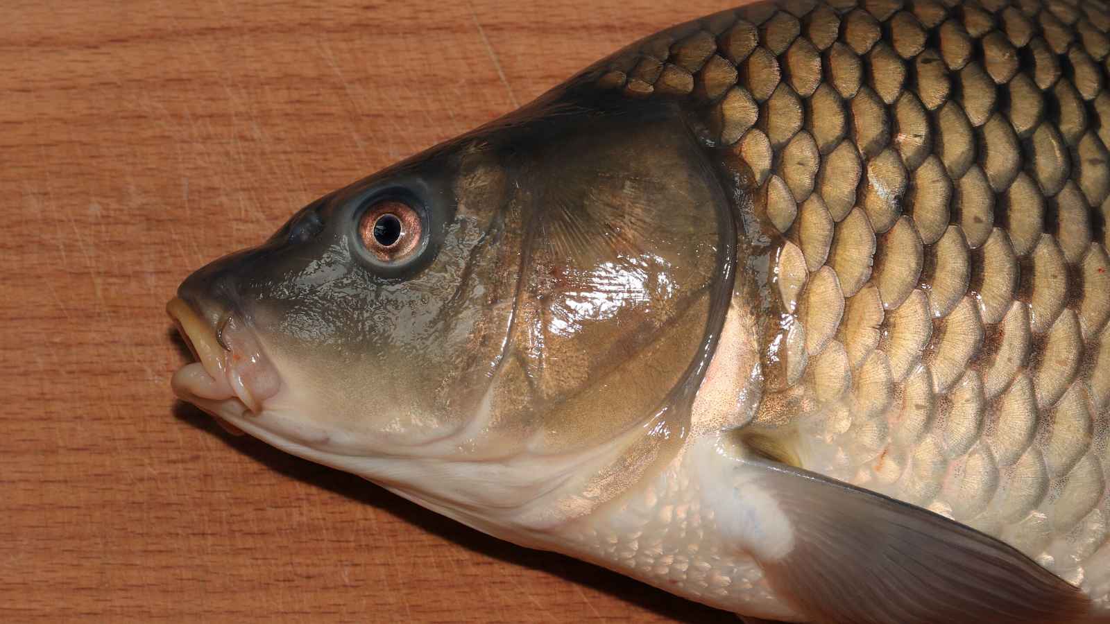 Experts are urging people to hunt these species and eat them: 'It's important to know exactly what you're harvesting'