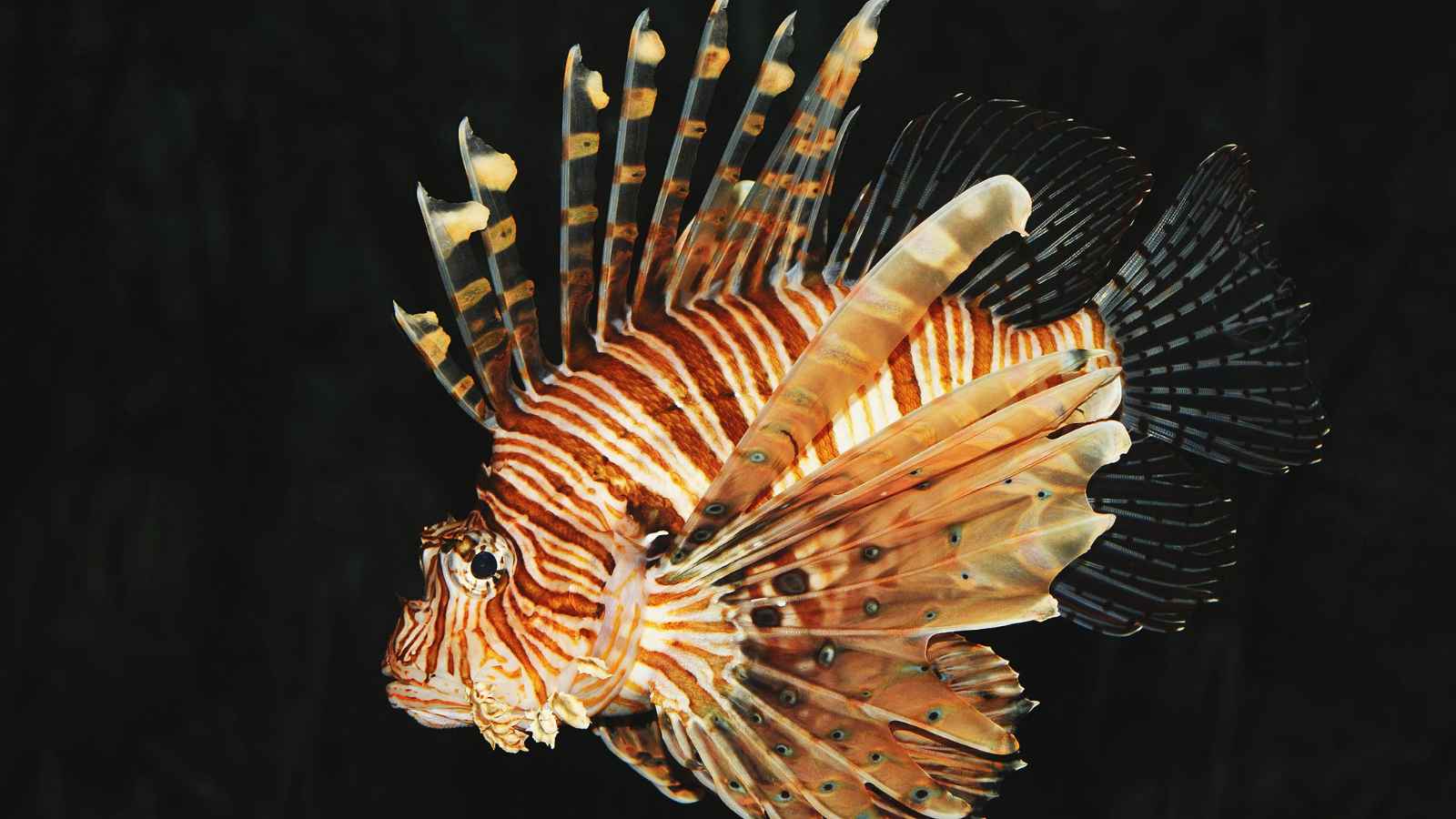 Experts are urging people to hunt these species and eat them: 'It's important to know exactly what you're harvesting'