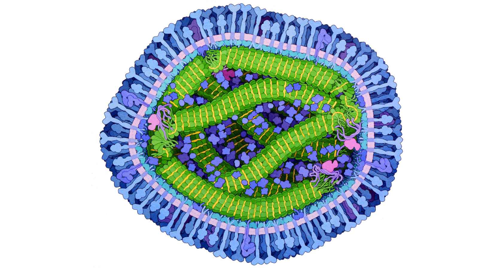 Experts are urging people to hunt these species and eat them: 'It's important to know exactly what you're harvesting'