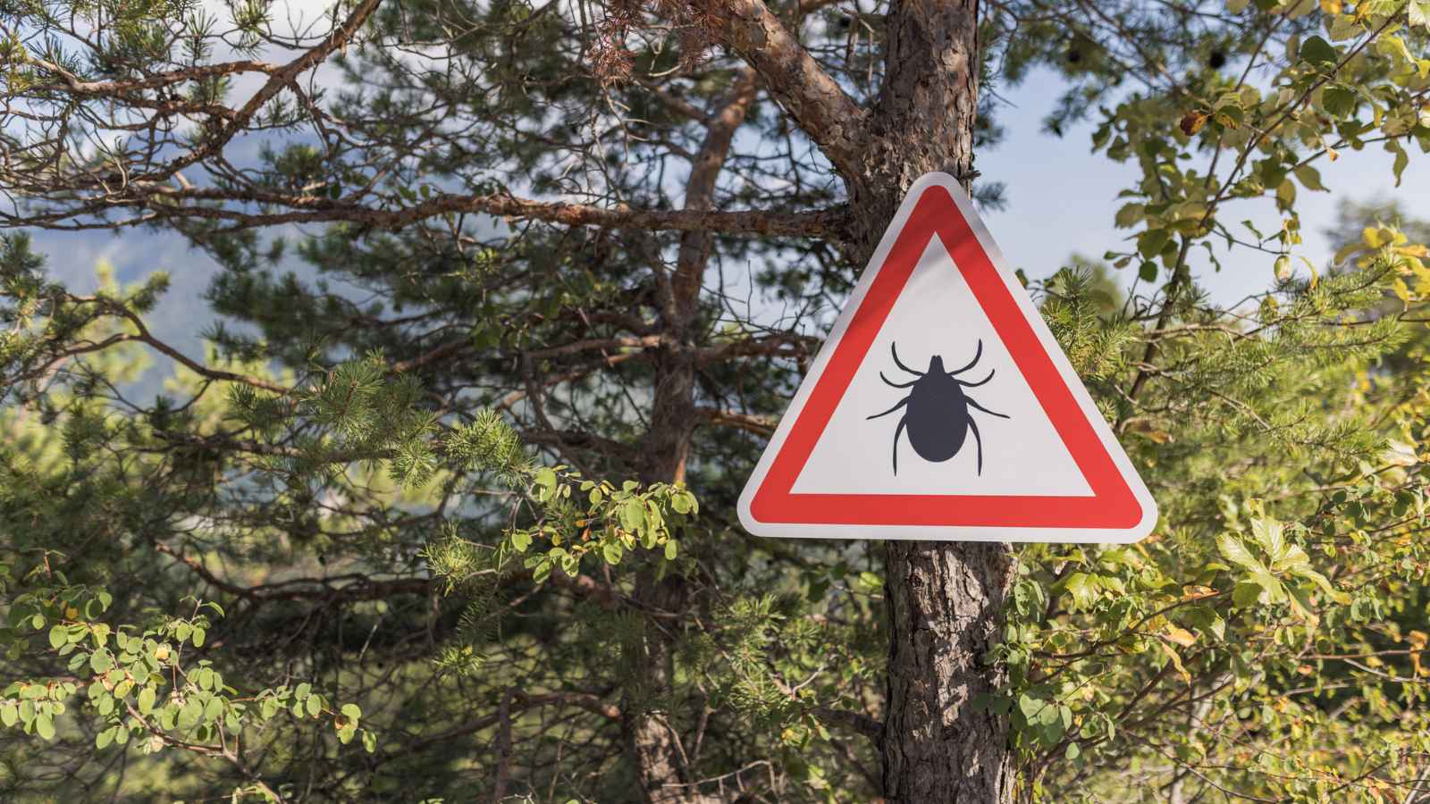 The Epicenter for Lyme Disease-Carrying Ticks is One U.S. State.