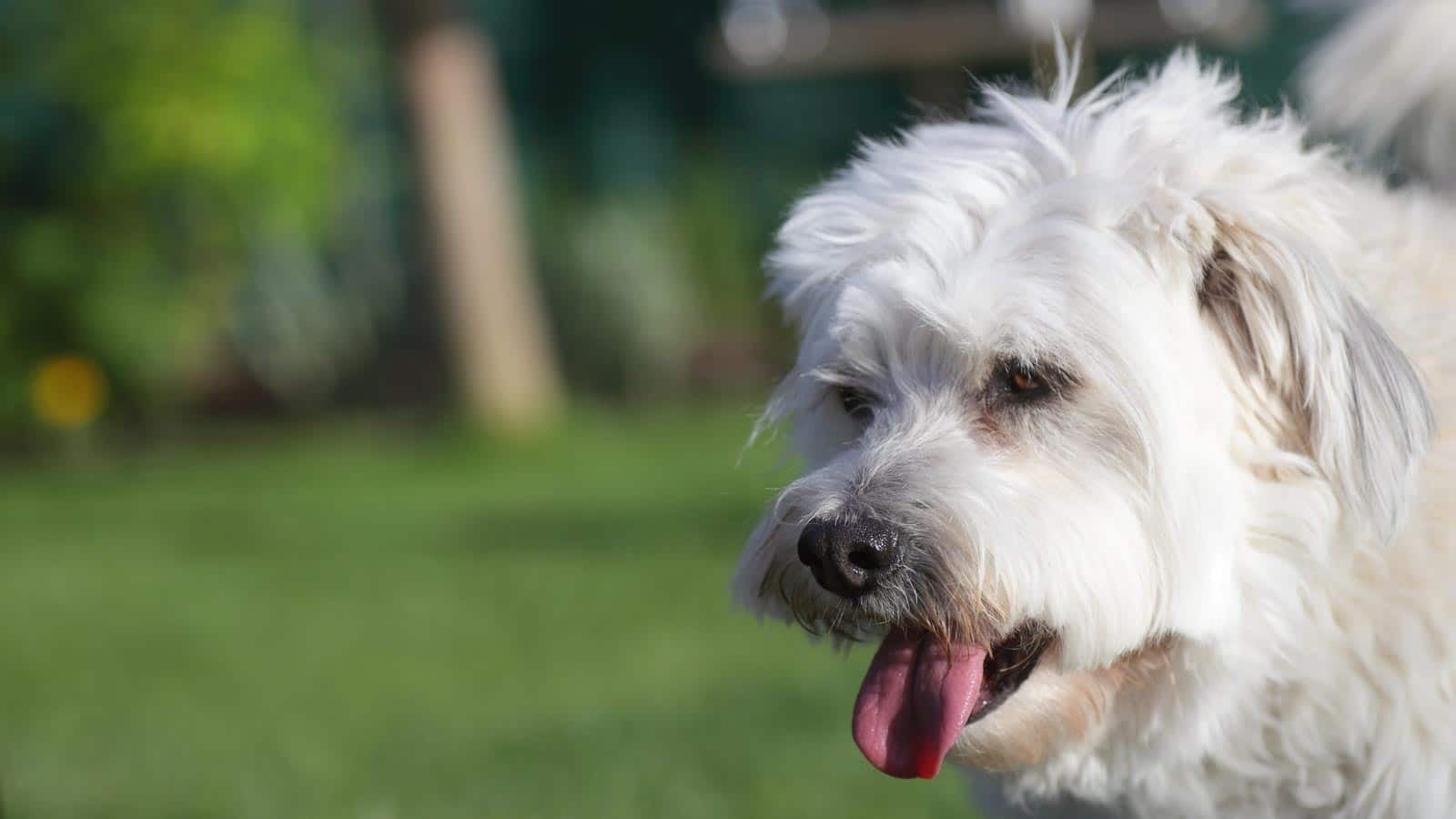 white fluffy dog.olmarmar via 123rf