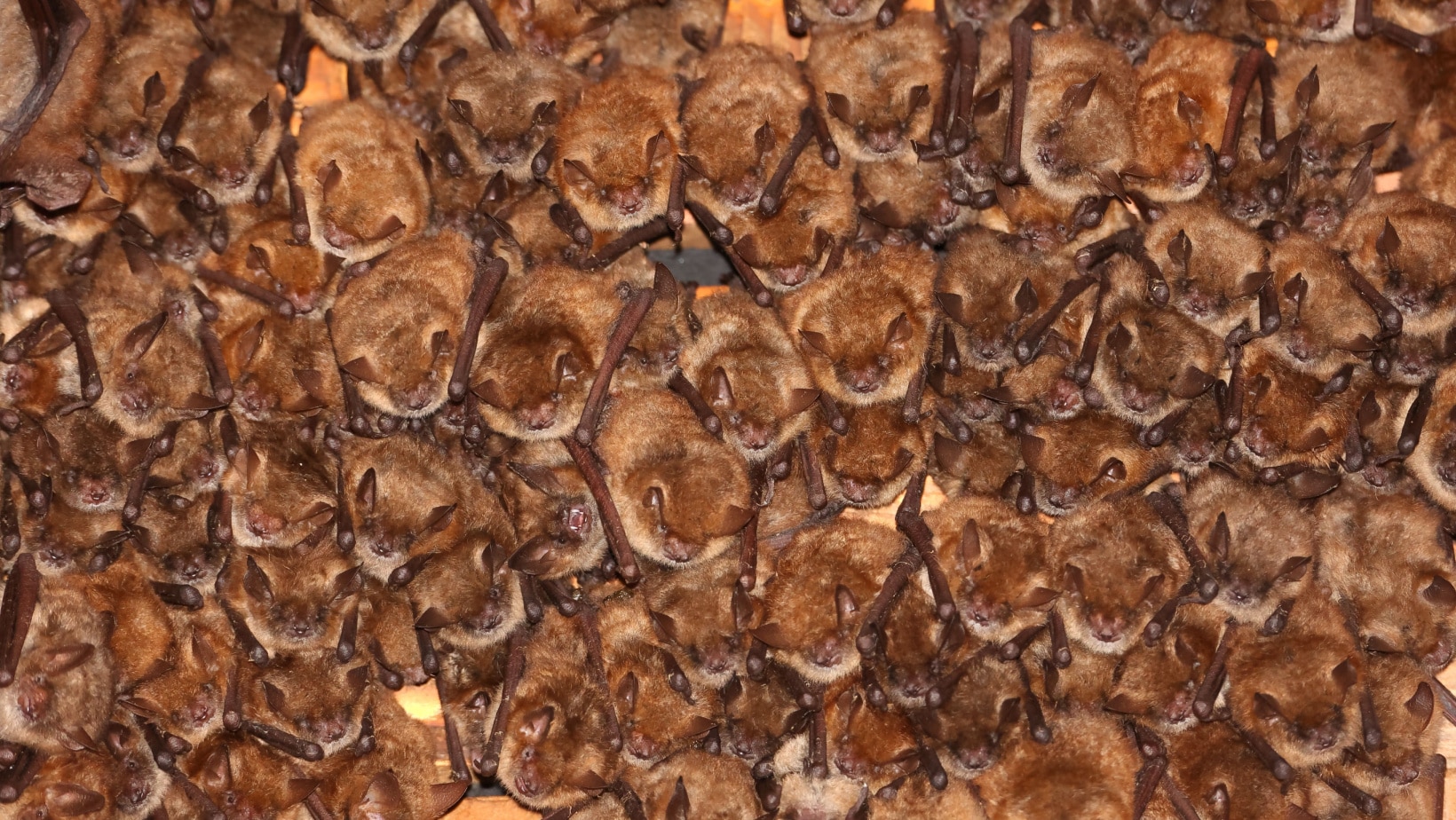 Bat Colony.