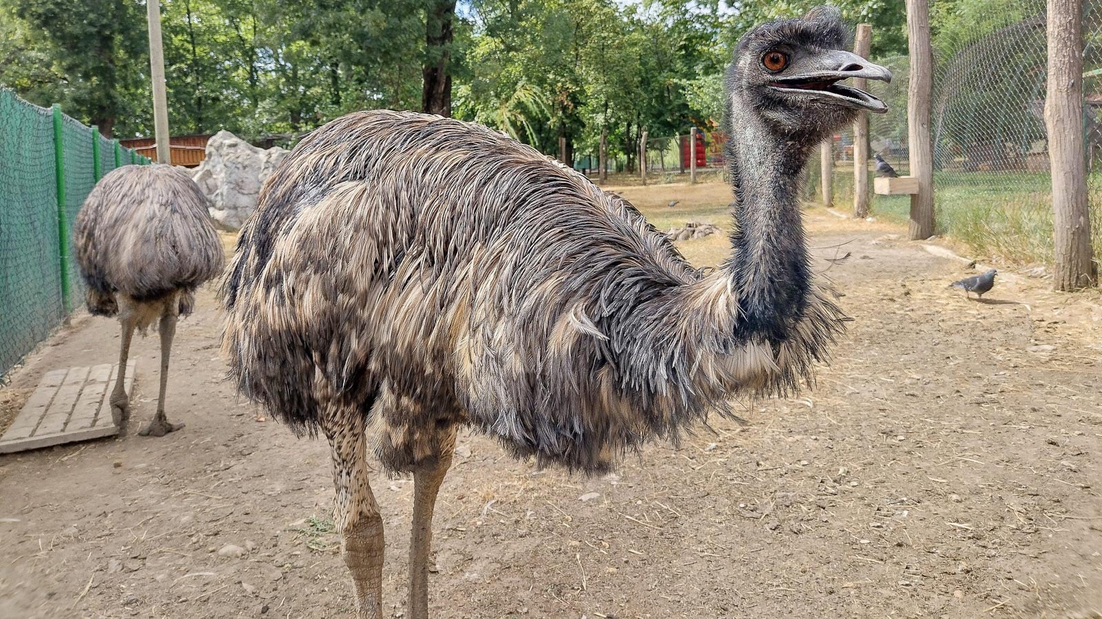 emu. vladherman via 123rf