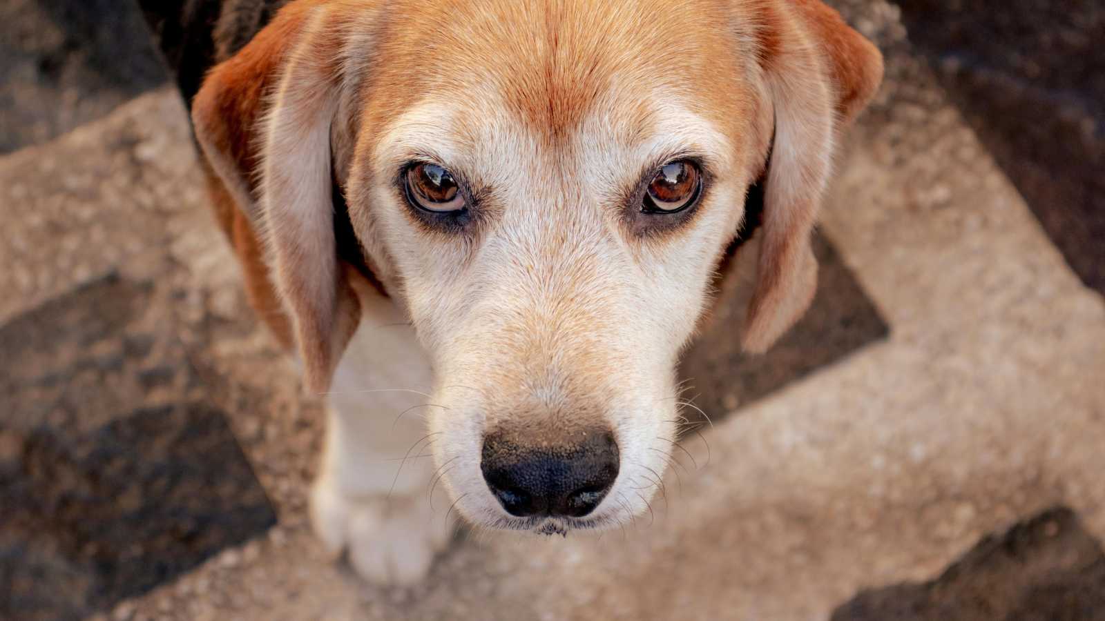 8 Clear Signs Your Dog Has Fallen in Love With You