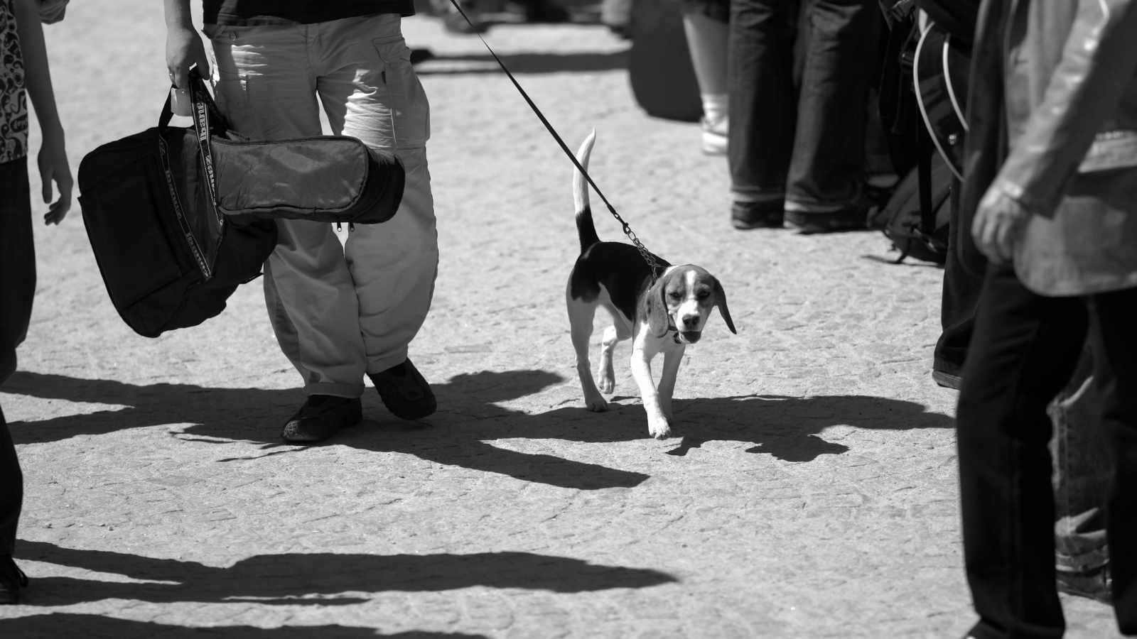 8 Clear Signs Your Dog Has Fallen in Love With You