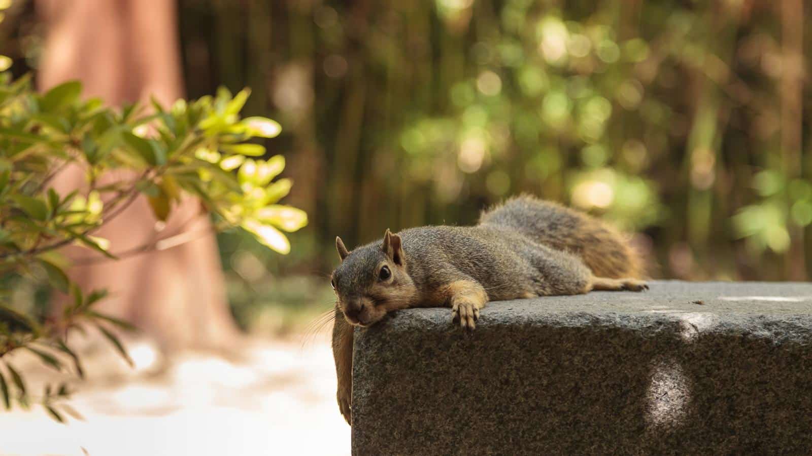 Lazy squirrel. steffstarr via 123rf