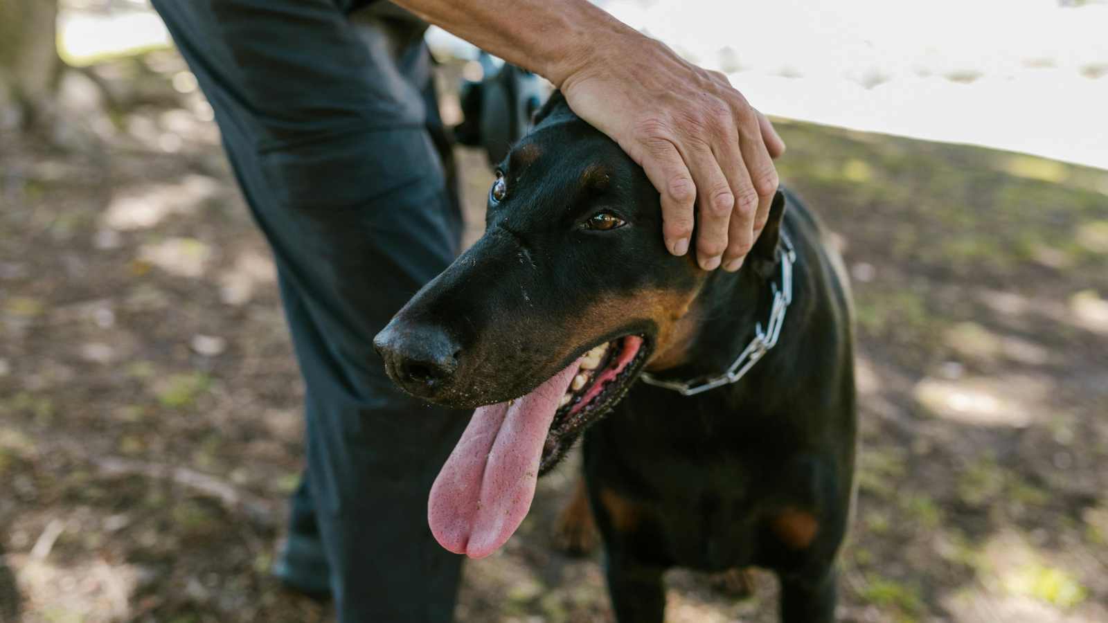 8 Clear Signs Your Dog Has Fallen in Love With You