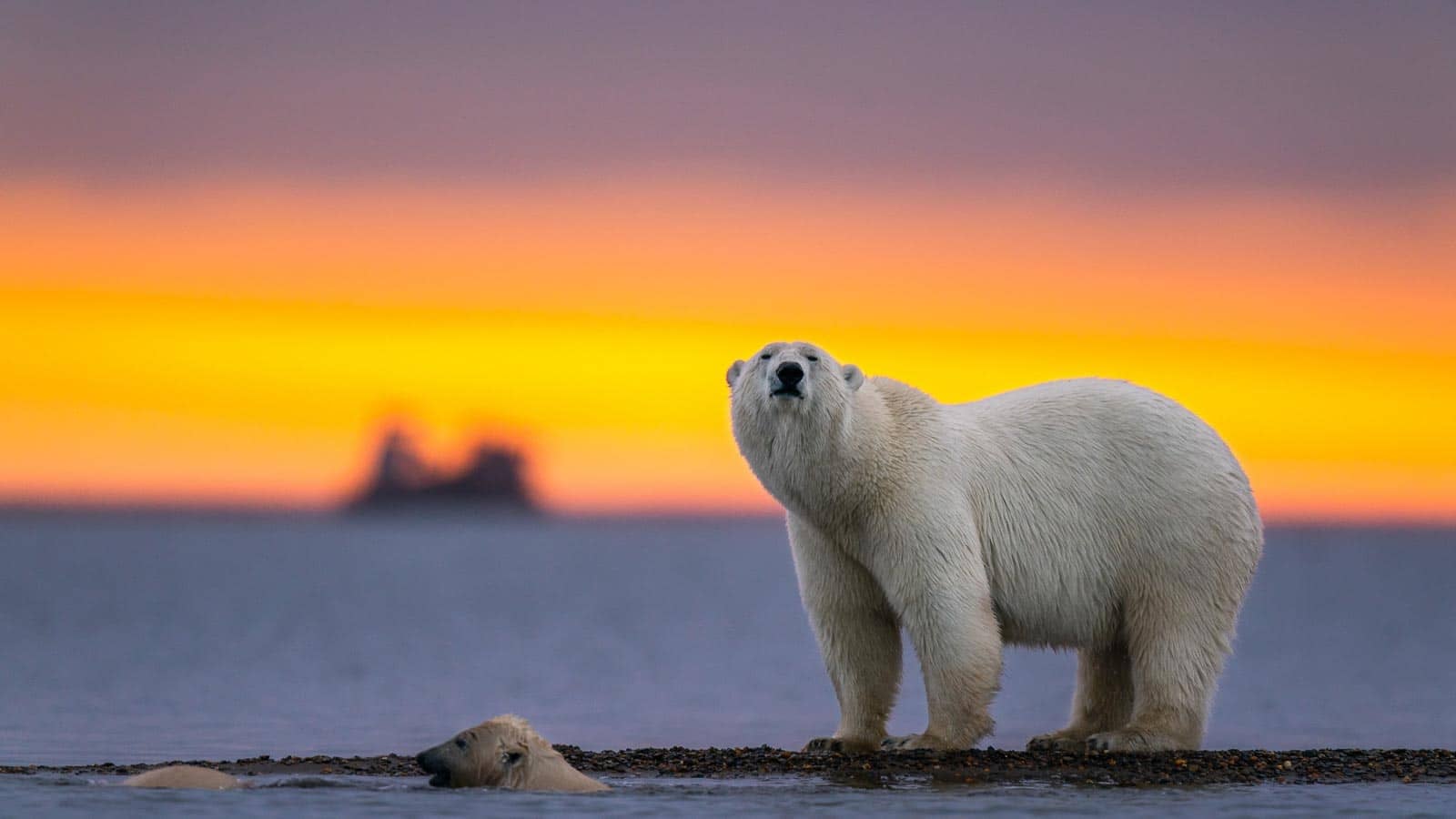 Polar bears swimming. wirestock via 123rf
