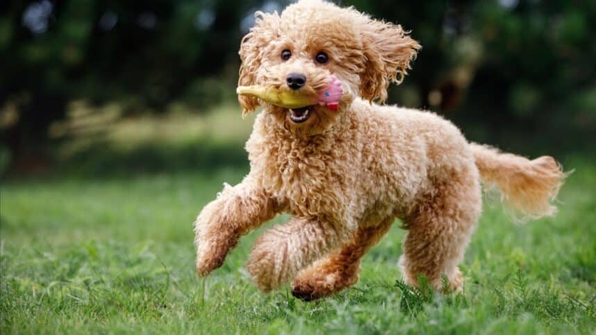 Dog with toy
