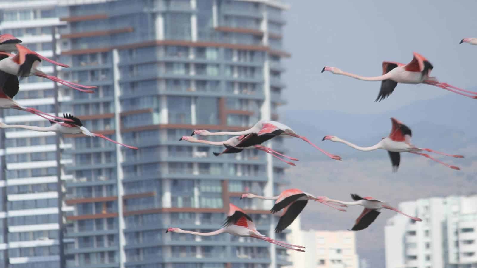 flying flamingos. farazhabiballahian via 123rf