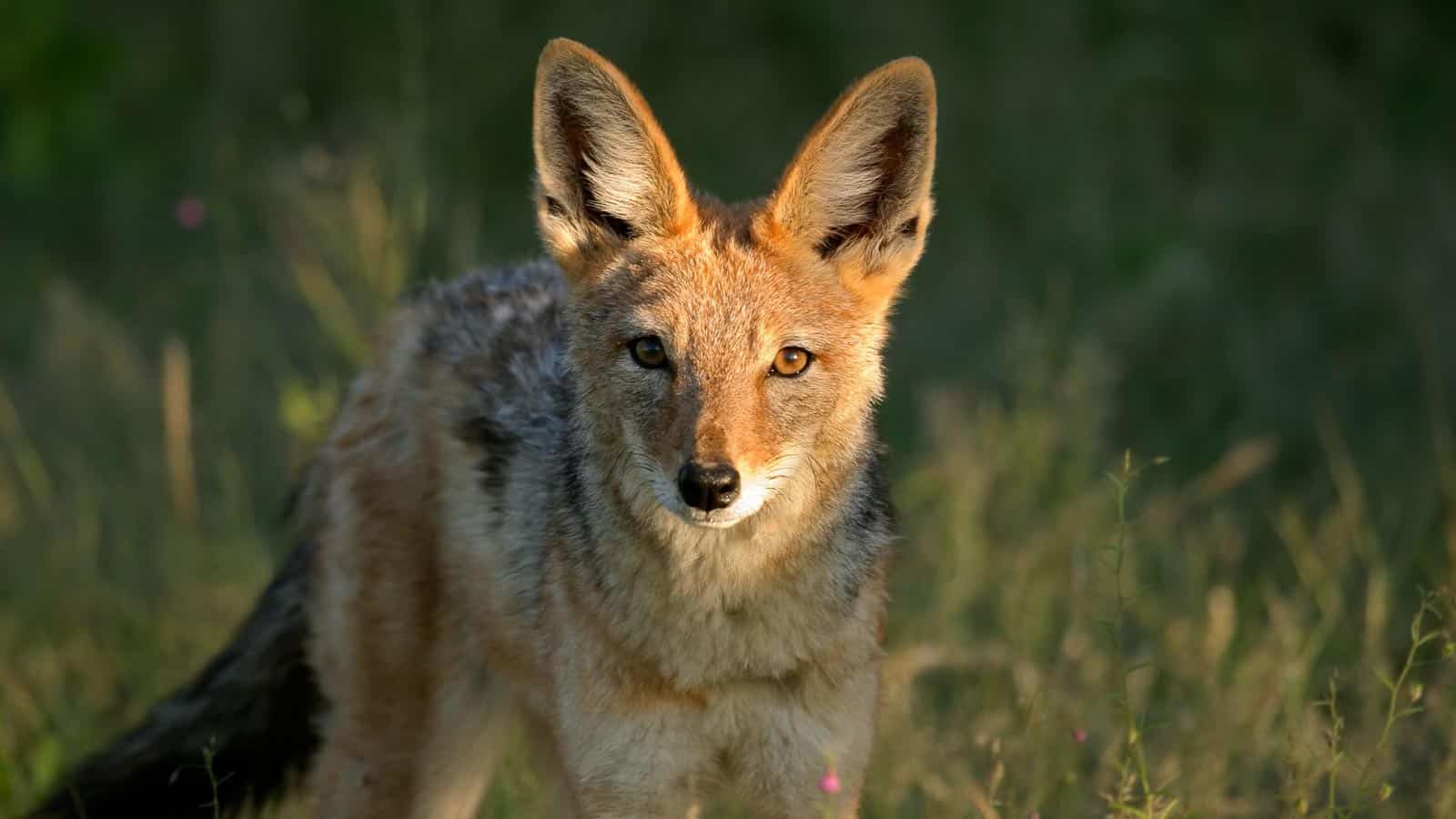 jackal. ecosnap via 123rf