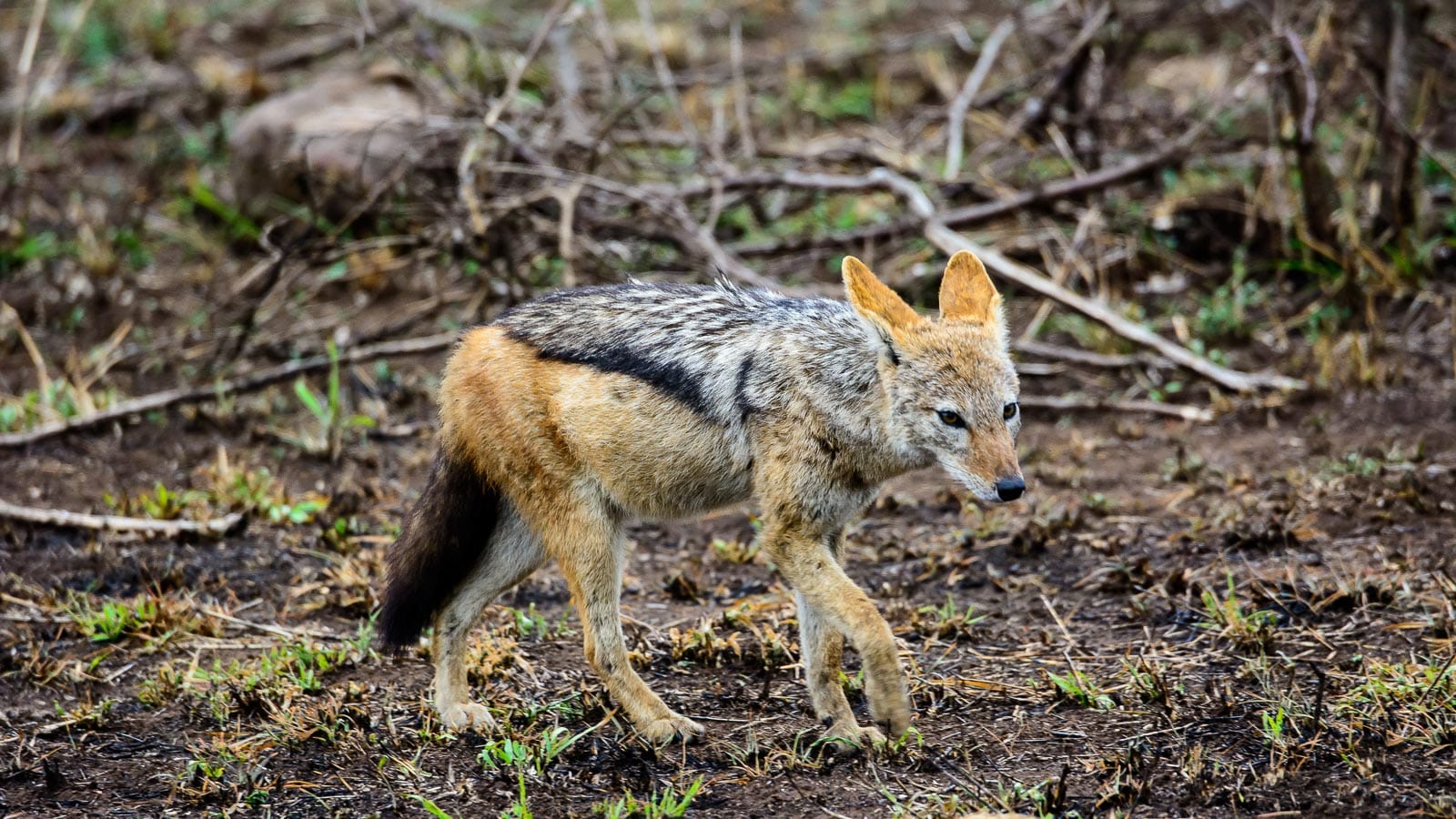 jackal. jtplatt via 123rf